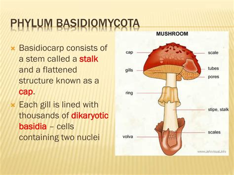 PPT - Kingdom Fungi PowerPoint Presentation, free download - ID:2034565