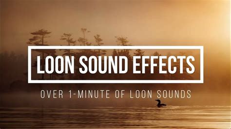 Loon Sounds 🎶 Over 1-Minute of Loon Sound Effects - YouTube