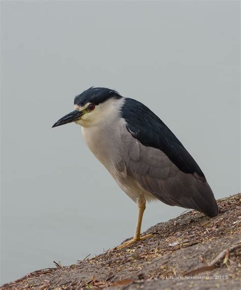 Blue Heron Blast: Black Crowned Night Herons