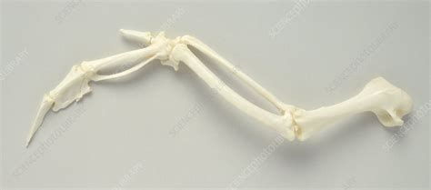 Bird Wing Anatomy Bones