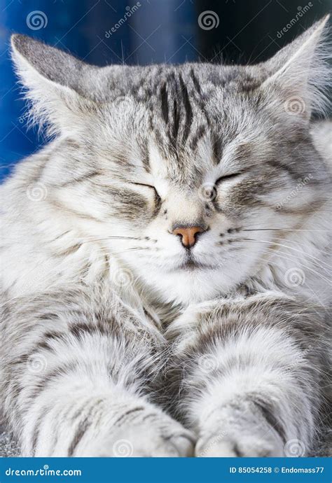 Beauty Siberian Cat, Silver Version Adult Stock Photo - Image of ...