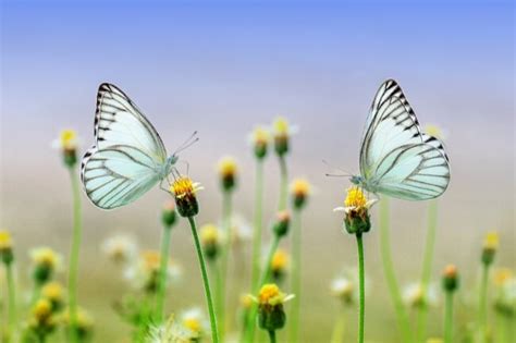 Butterflies Pollination Explained - What Flowers do They Like?