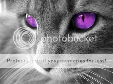 Purple Cat Pictures, Images & Photos (page 2) | Photobucket