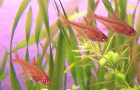 13 Best Ember Tetra Tank Mates (With Pictures!) | Aqua Movement