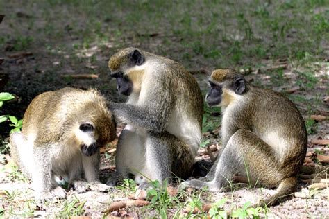 Wildlife On Your Doorstep In The Gambia