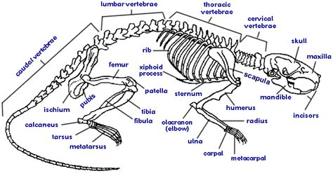 Rodent: Rodent Anatomy