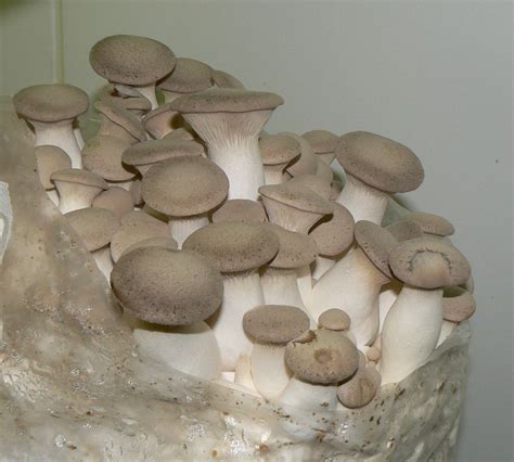 M2603 Pleurotus eryngii | Mycelia