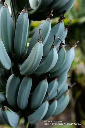 Blue java banana tree - soundsxoler