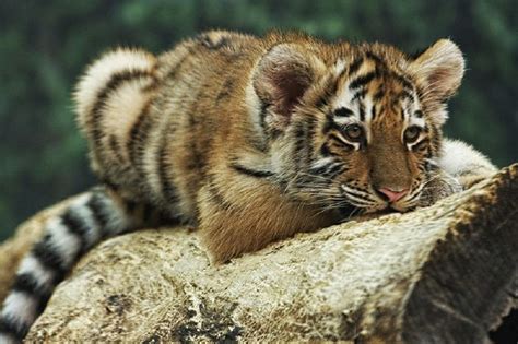 61 best images about orange tiger cubs on Pinterest