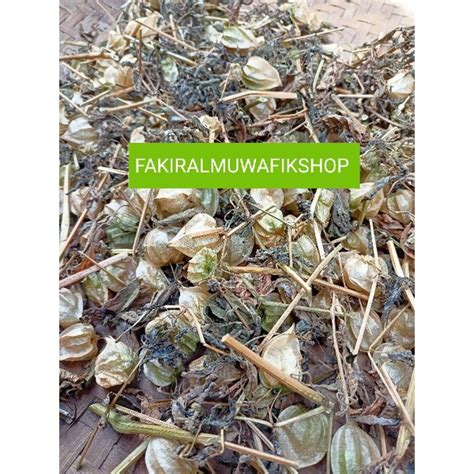 Jual CIPLUKAN KERING ( DAUN BATANG AKAR DAN BUAH) | Shopee Indonesia