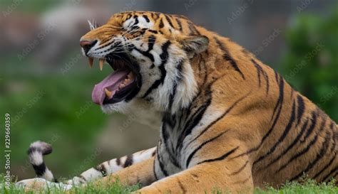 Bengal tiger roaring Stock Photo | Adobe Stock