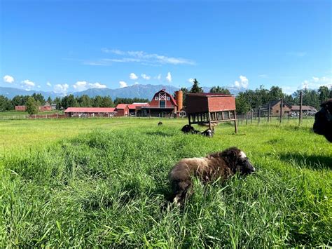 Musk Ox Farm | Unique Alaskan Animals Near Anchorage | ALASKA.ORG