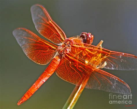 Orange Dragonfly's Back Photograph by Kenny Bosak | Fine Art America