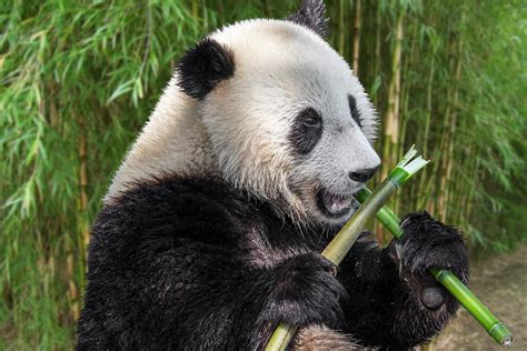 Giant Panda eating Bamboo #2 Photograph by Arterra Picture Library - Pixels