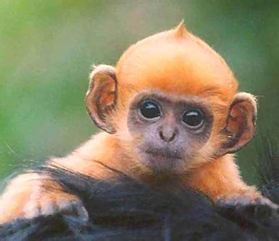 File:Baby ginger monkey.jpg - Wikimedia Commons