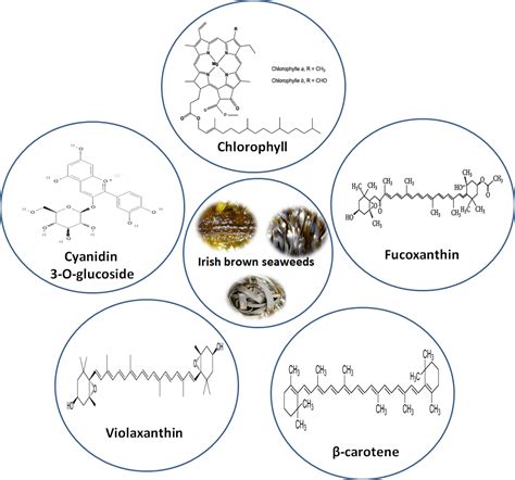 Antioxidants | Free Full-Text | In-Vitro Antioxidant Properties of ...