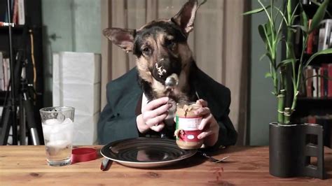 Funny dog eating lunch - YouTube