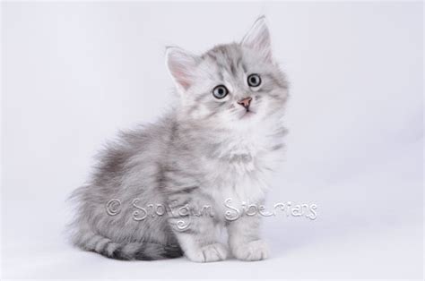 Silver White Siberian Cat - bmp-central