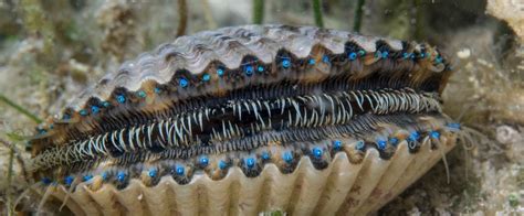 Scallop - has about 100 eyes | 動物, 二枚貝, 軟体動物