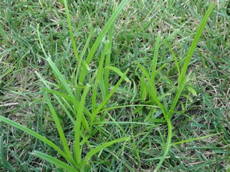 Controlling Nutsedge In Your Lawn and GardenWells Brothers Pet, Lawn ...