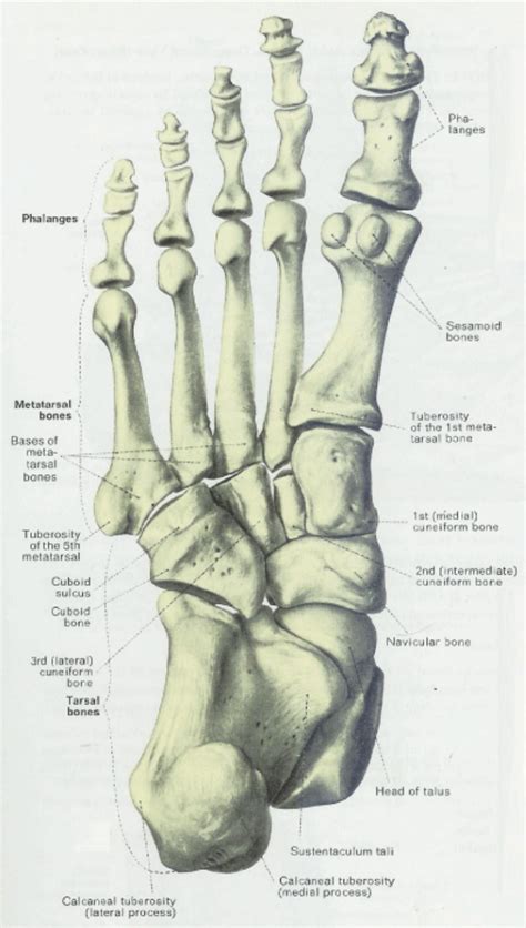 Bone Of Left Foot Anatomy Amp Physiology Illustration - Human Anatomy Body