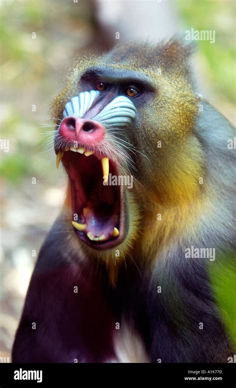 Mandrill showing its teeth Stock Photo: 1898364 - Alamy