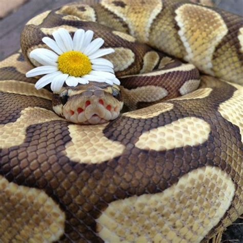 Ball python love | Cute reptiles, Snakes with hats, Cute little animals