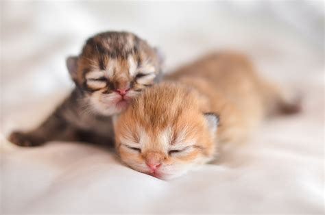 sweet dreams | Kittens cutest, Cute baby animals, Baby cats