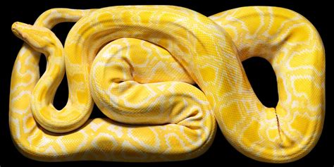 Albino Python | Reptiles pet, Burmese python, Beautiful snakes