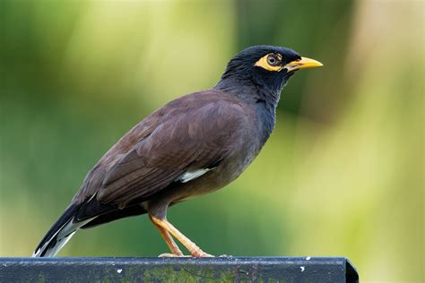 Jeevoka - Commonly Found Birds in Indian Cities