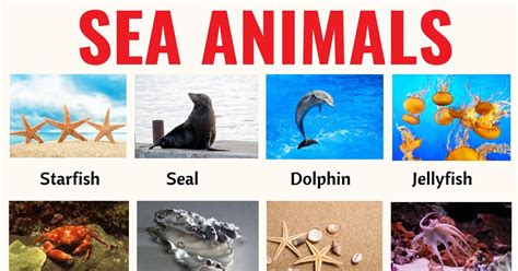 Sea Animals: List of 20+ Interesting Sea, Ocean Animals with the ...