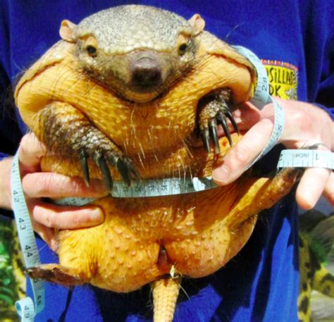 Fat Armadillo Put On A Diet After Christmas Binge Turned Her Into A BALL