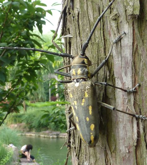 Longicorn from China: Batocera species - What's That Bug?