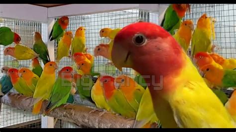 Top 10 most beautiful colors African lovebirds - love birds cage ( Bird ...