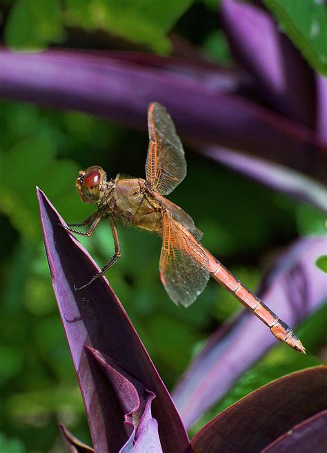 Orange Dragonfly Photograph by TJ Baccari - Fine Art America