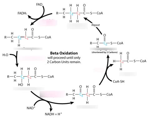 Beta-oxidation Diagram | Quizlet