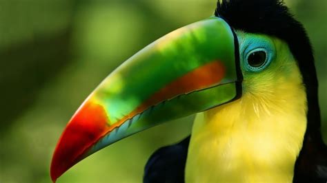 Download Animal Toucan HD Wallpaper