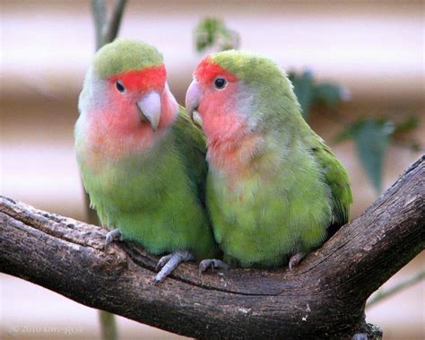 Lovebirds