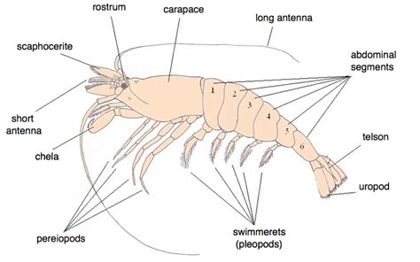 Difference Between Krill and Shrimp - Pediaa.Com