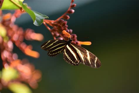 Butterfly Flower Heliconis - Free photo on Pixabay