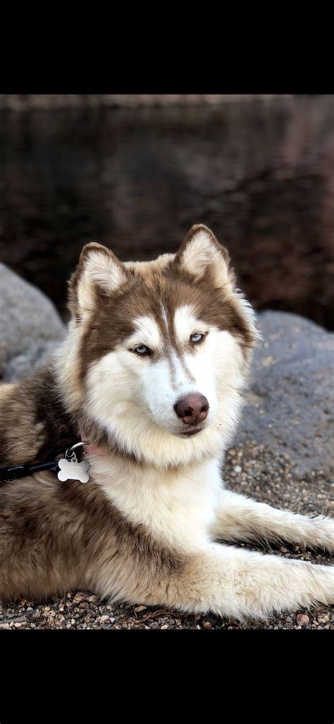 Wooly Siberian Husky Puppy | Husky, Wooly siberian husky, Siberian ...