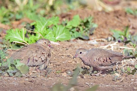 Common Ground-dove - Big Year Birding