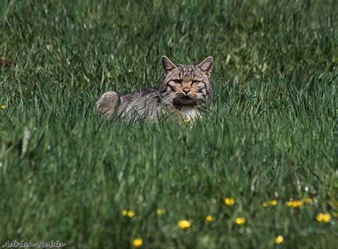 Gato Montés, conoce al gato salvaje europeo e ibérico | FeelCats