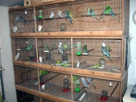 African Love Birds and Cockatiel Cage Models ~ Birds Breeding