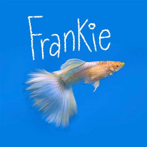 130+ Best Fish Names That Will Be the Envy of the Tank [2023]