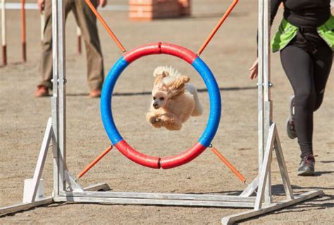 Dog Agility Classes Can Teach Your Dog New Tricks - Ultimate Pet Nutrition