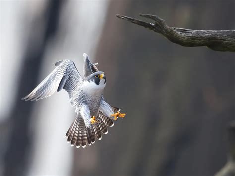 Peregrine Falcon Migration: A Complete Guide | Birdfact