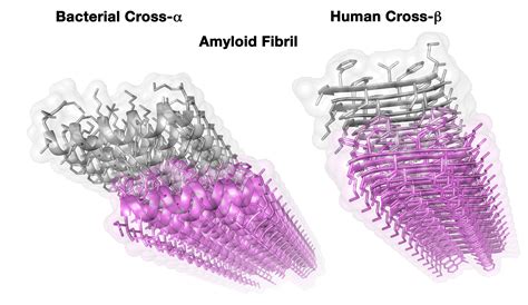 Novel Amyloid Structure Holds Promise for New Antibiotics - Research ...