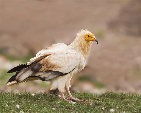 Egyptian Vulture Facts, Habitat, Behavior, Diet, Pictures