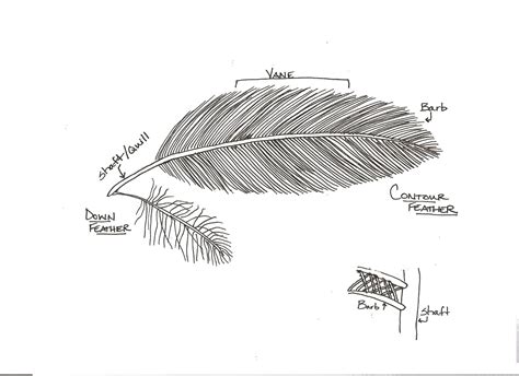 Parts of a Feather Diagram